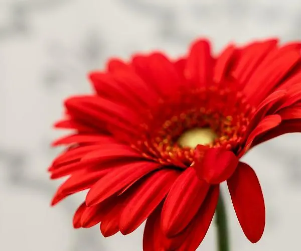 Parkowa Lejlighed Sopot